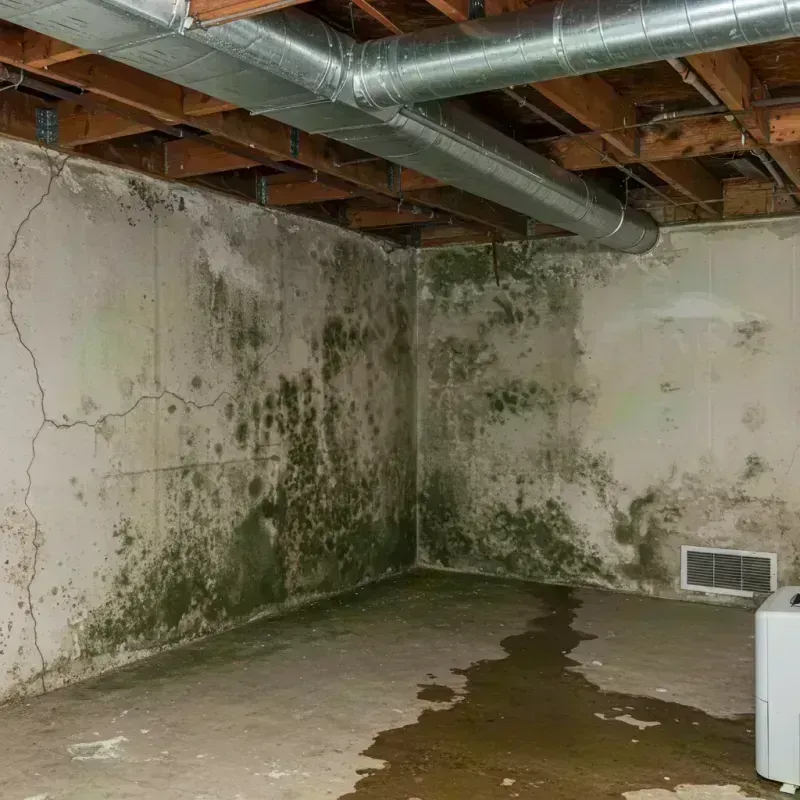 Professional Mold Removal in Limestone, IL